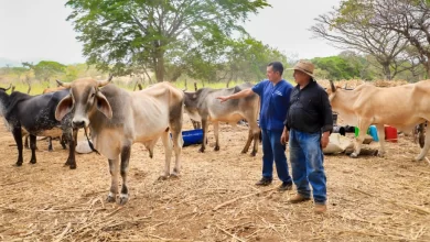El Salvador con los menos casos de gusano barrenador