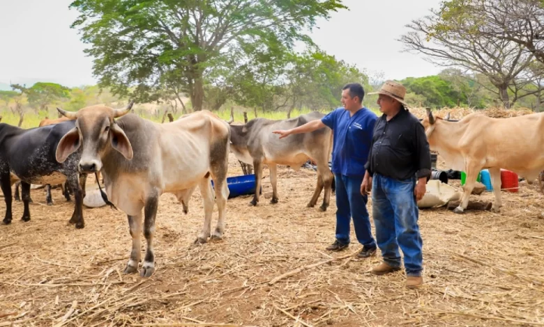 El Salvador con los menos casos de gusano barrenador