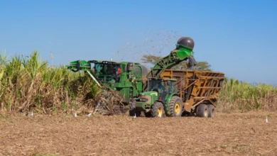 Sector azucarero prevé mayor competitividad tras salida de El Salvador de la Lista Corta de la OIT