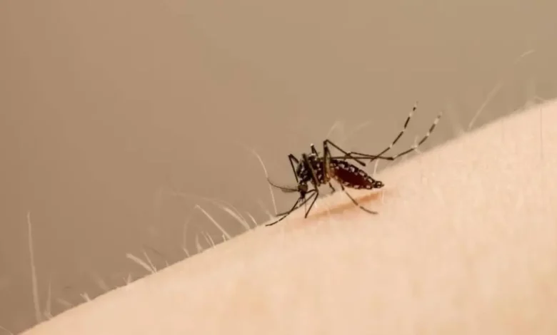 Ministerio de Salud confirma segunda muerte por dengue y 24 casos positivos