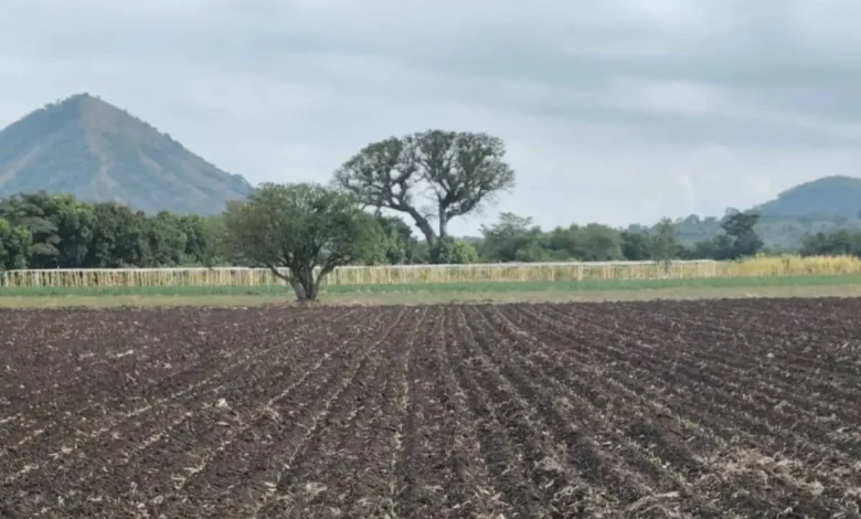 Sequía deja hasta 6,000 manzanas de maíz perdidas, según la Mesa Agropecuaria