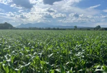 MAG: “Tenemos garantizado el abastecimiento de maíz y frijol para este y el próximo año"