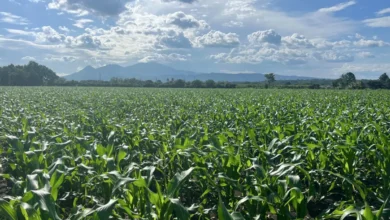 MAG: “Tenemos garantizado el abastecimiento de maíz y frijol para este y el próximo año"